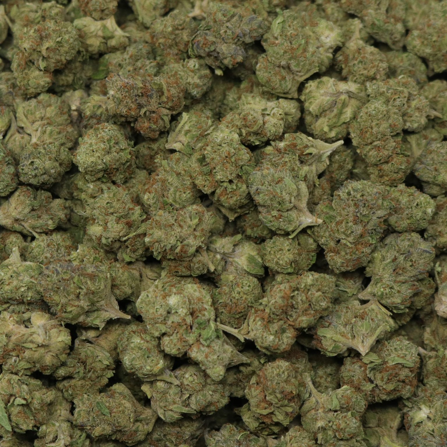 Gelato 33 - 1 LB - Image 2