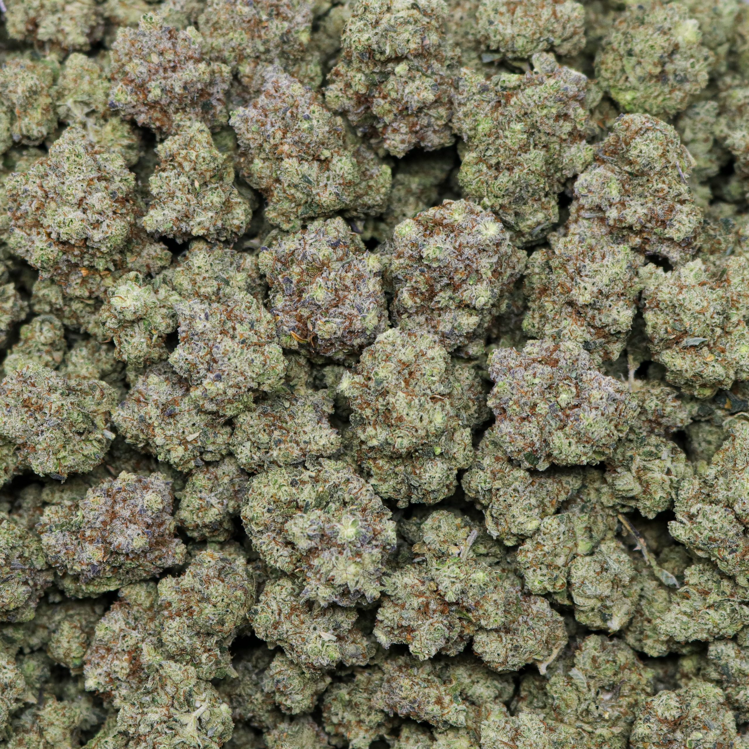 GG4 - 1 LB - Image 2